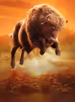 Buffalo Win